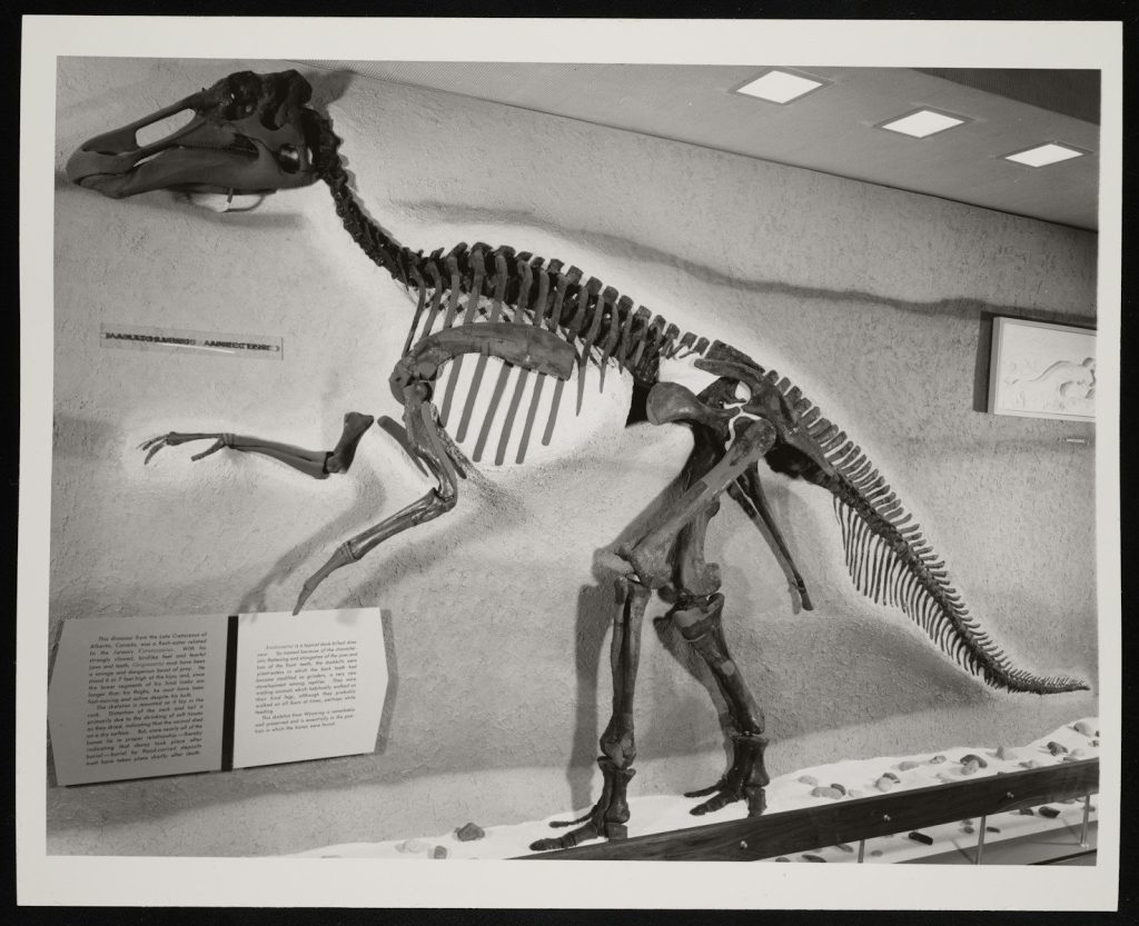 Dinosaur skeleton displayed in a museum exhibit.