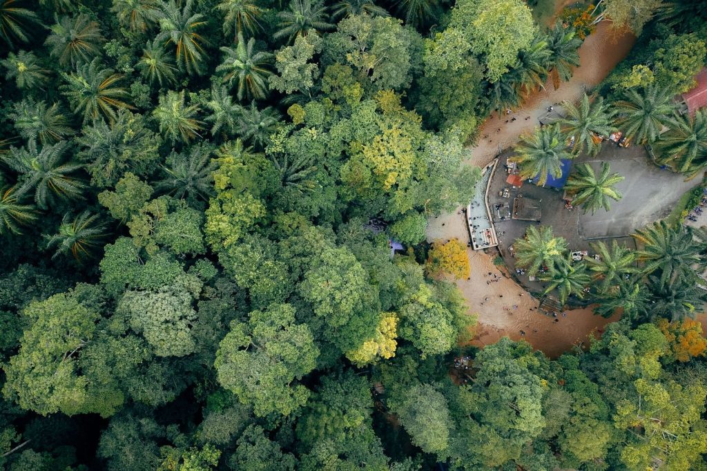 Aerial view of green dense woodland of exotic trees growing along winding road in tropical country