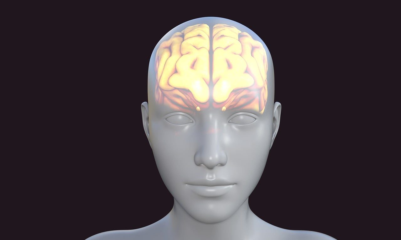 human, brain, avatar, biology, thoughts, knowledge, person, head, think, thinking, human brain, mind, brain, brain, brain, brain, human brain, human brain, human brain, human brain, human brain