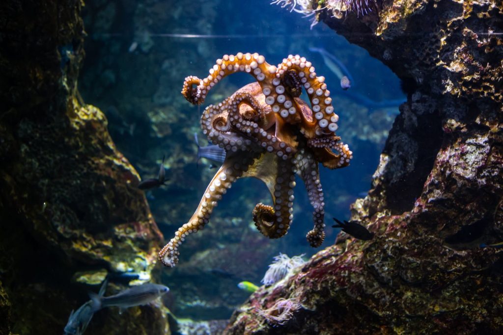 Vibrant octopus swims gracefully in Barcelona aquarium, showcasing marine life.