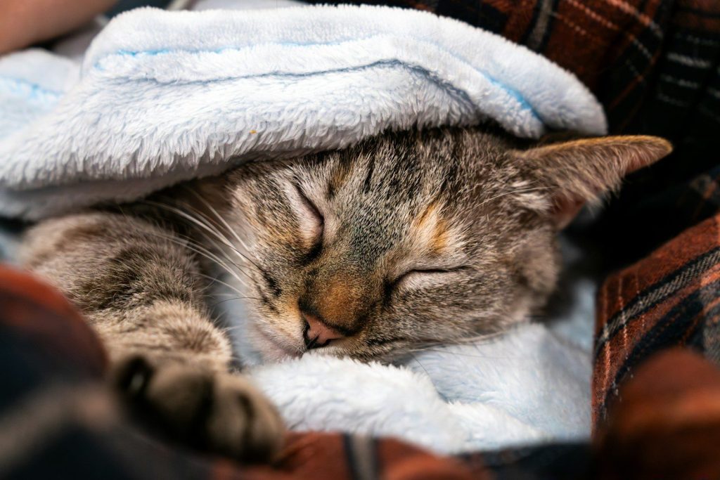 A tabby cat sleeps peacefully under a blanket.