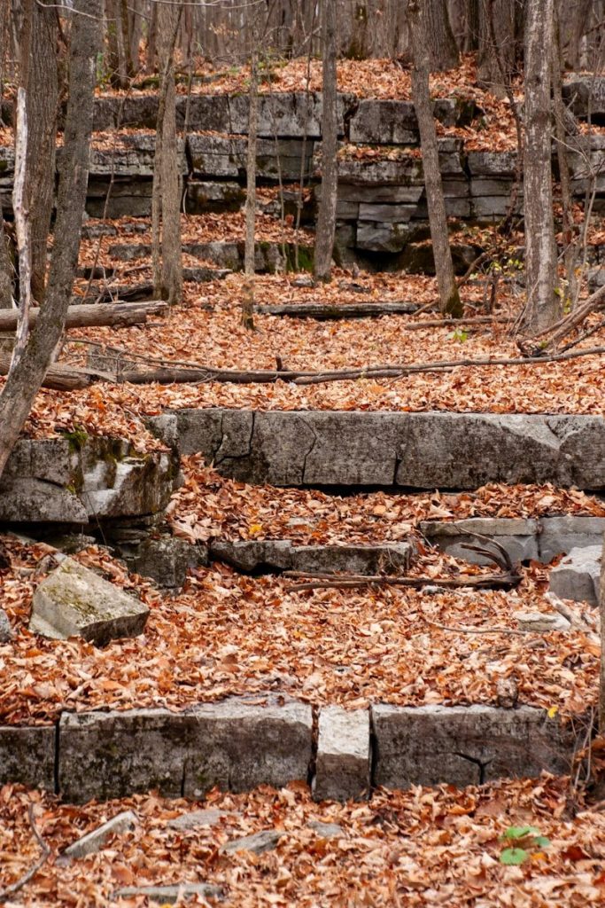 Stone steps in a forest covered in fallen leaves.