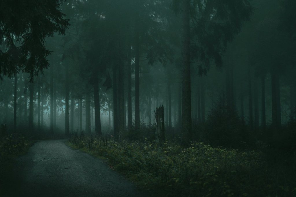 pathway between trees during daytime