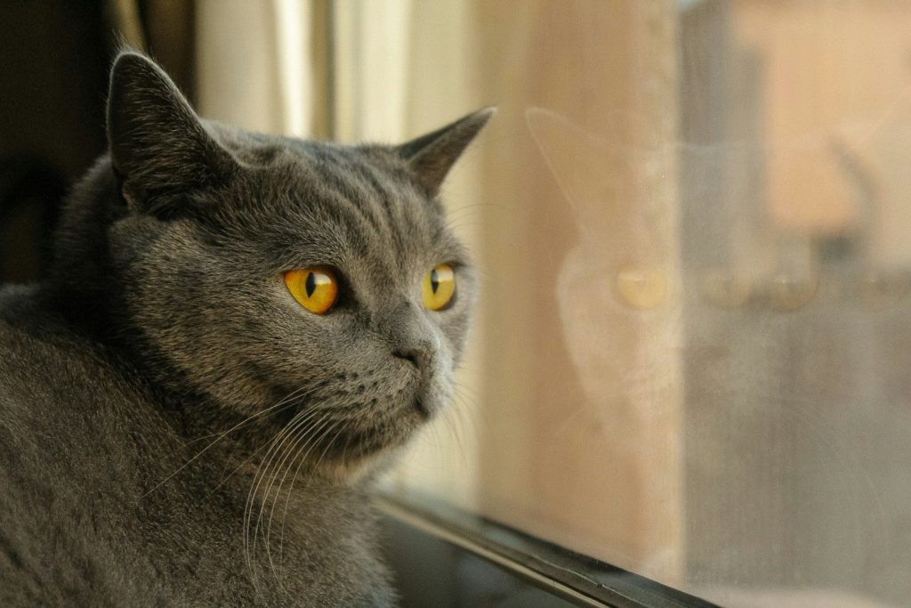 A grey cat with yellow eyes looks out a window.