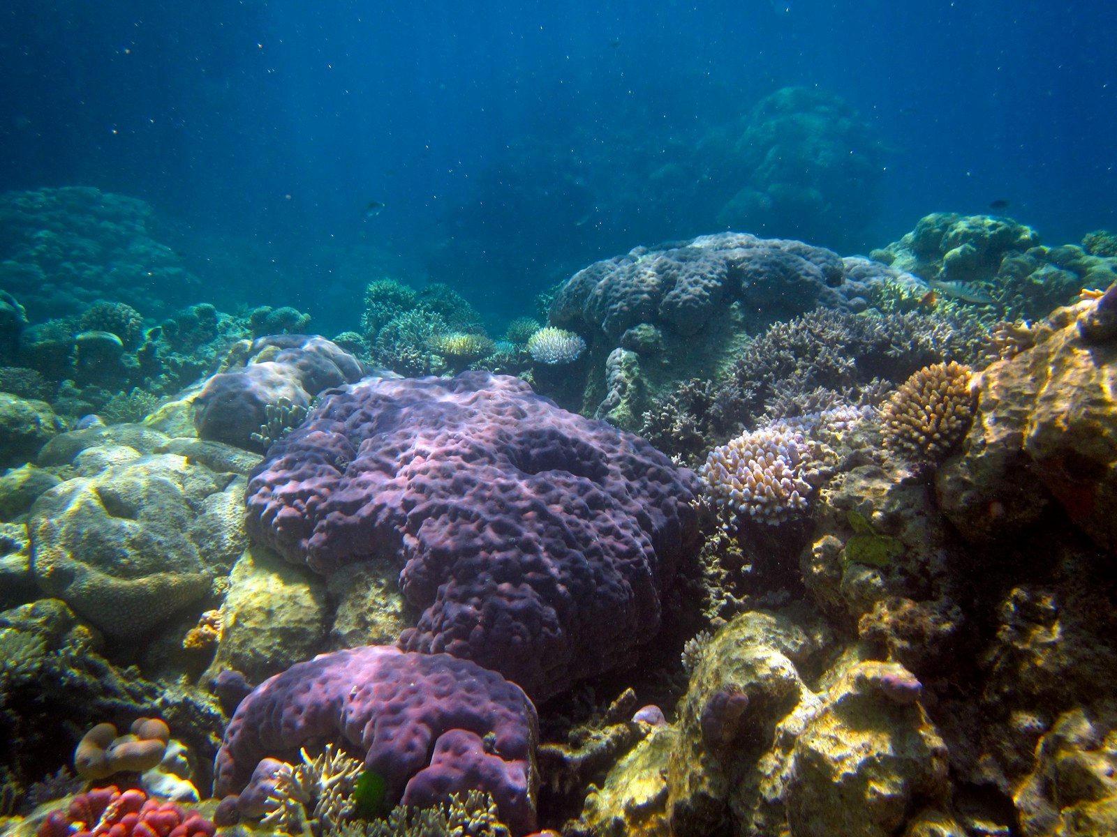 Vibrant coral reef teeming with diverse marine life.