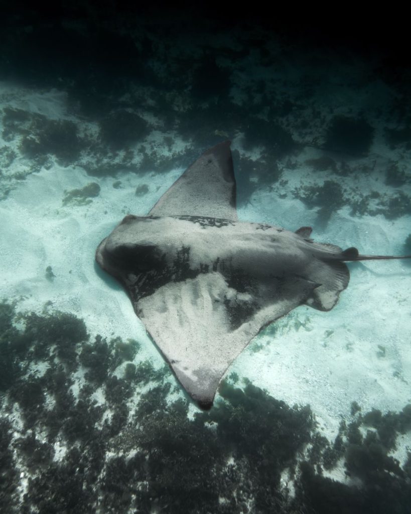 A majestic bull ray swims gracefully above the ocean floor, showcasing underwater beauty.
