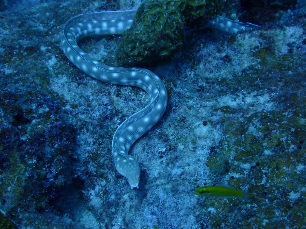A spotted sharptail eel swimming underwater near Kralendijk, Bonaire in the Caribbean.