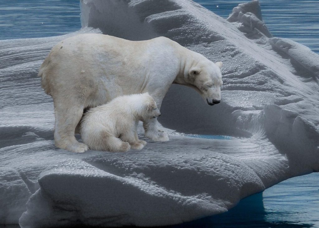 icebear, polar bears, predator, iceberg, cold, polar bear cub, arctic, ice floe, climate change, polar bears, climate change, climate change, climate change, climate change, climate change