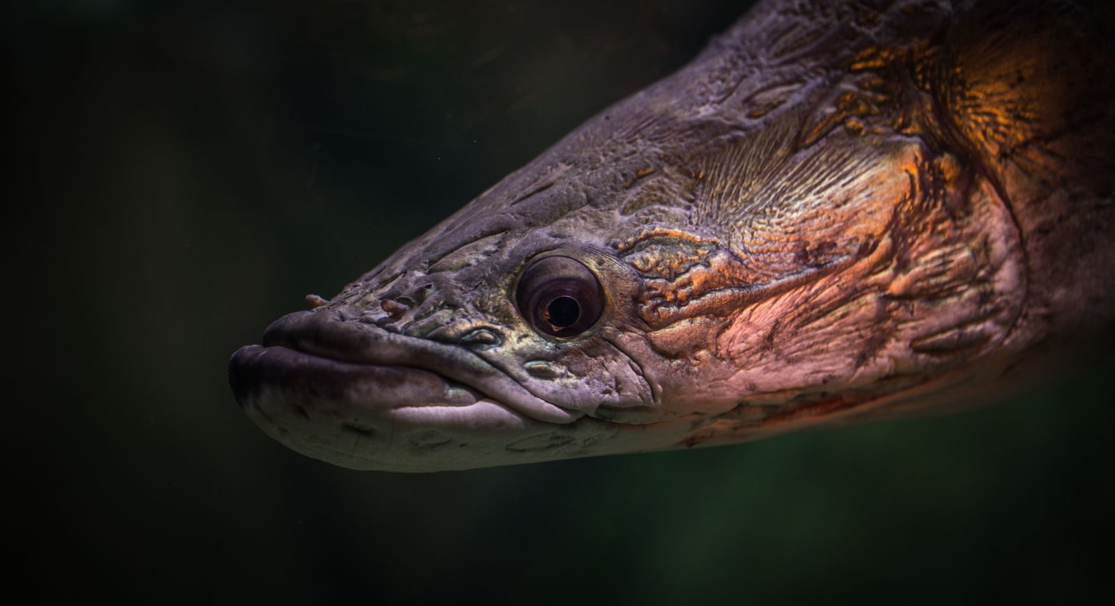Detailed close-up view of a fish swimming underwater showcasing its eye and textured scales.