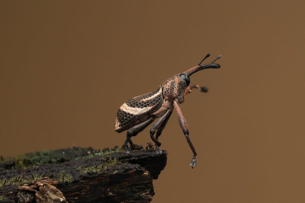 Close-up of a weevil on a damp log, showcasing its intricate patterns.
