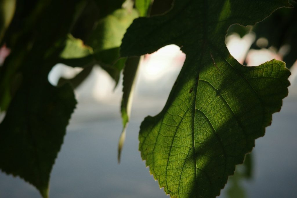 Green leaves with sunlight filtering through.