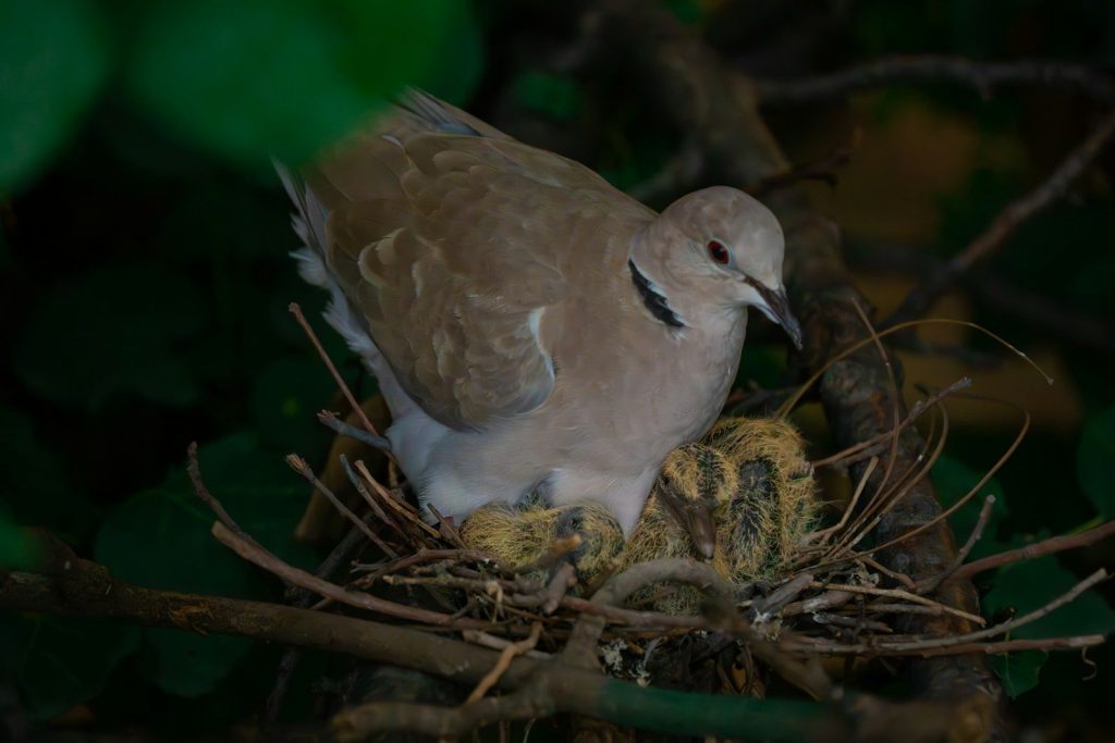 a bird sitting on top of a nest in a tree