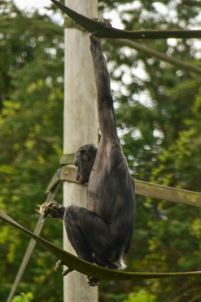 A chimpanzee swinging on a rope in a lush forest environment, showcasing natural behavior.