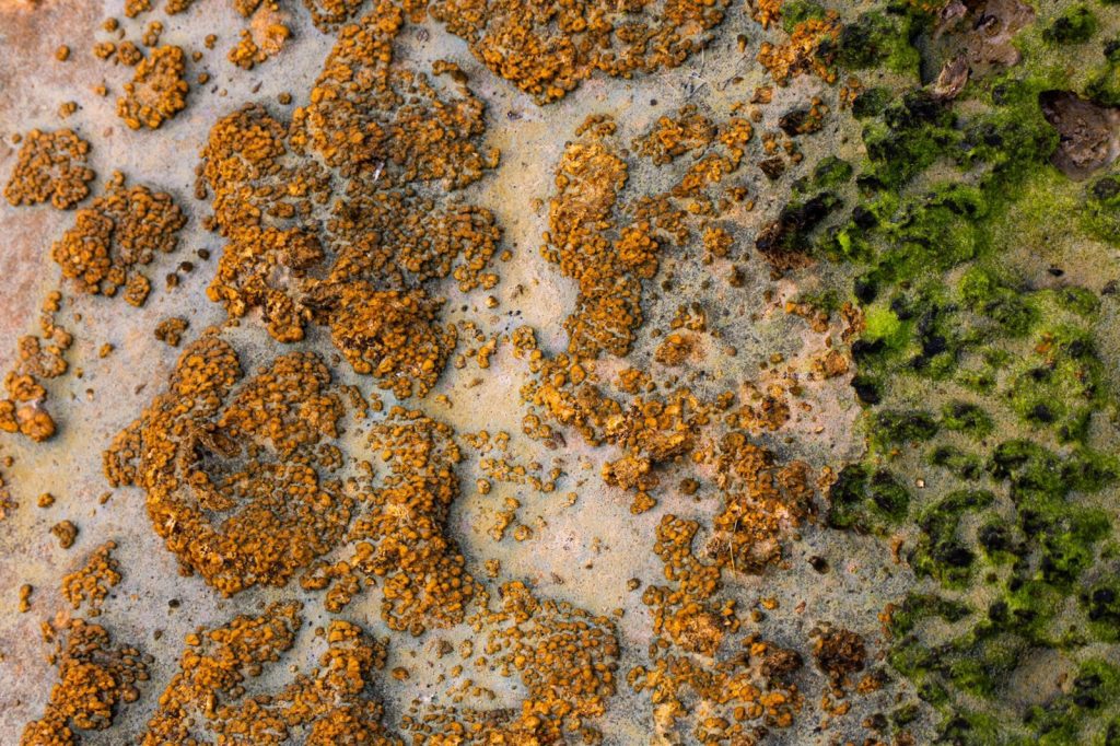 Detailed view of brown lichen and green algae on rocky surface in Hawaii.