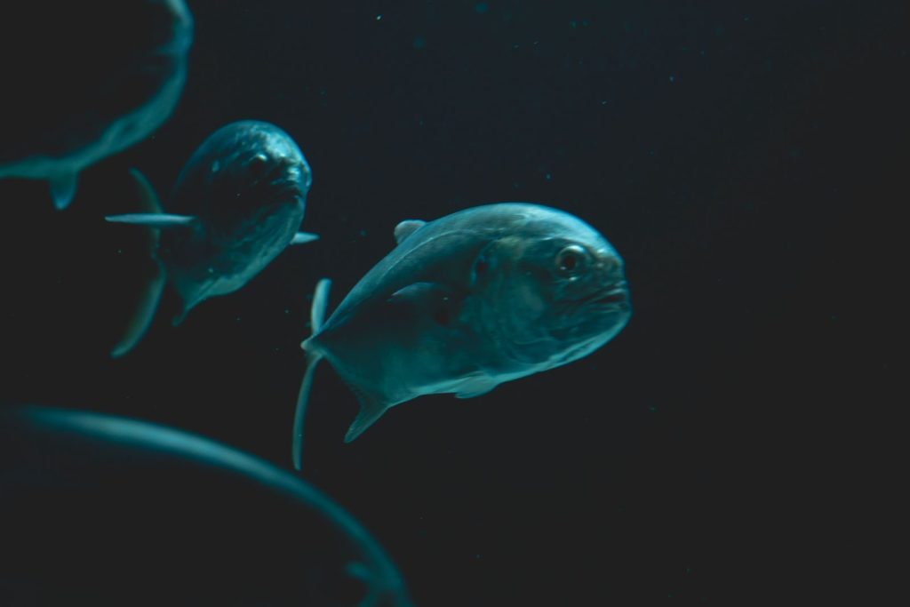 Intriguing underwater scene featuring fish swimming in a dark marine environment.