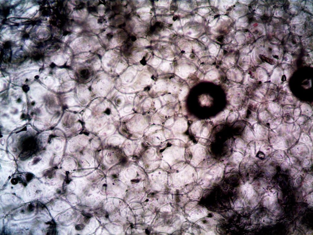Microscopic image showcasing the intricate structure and texture of plant cells.