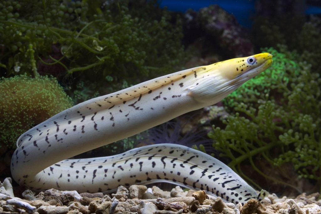 Close-up of a yellow-headed fimbriated moray eel among colorful coral in a vibrant underwater scene.