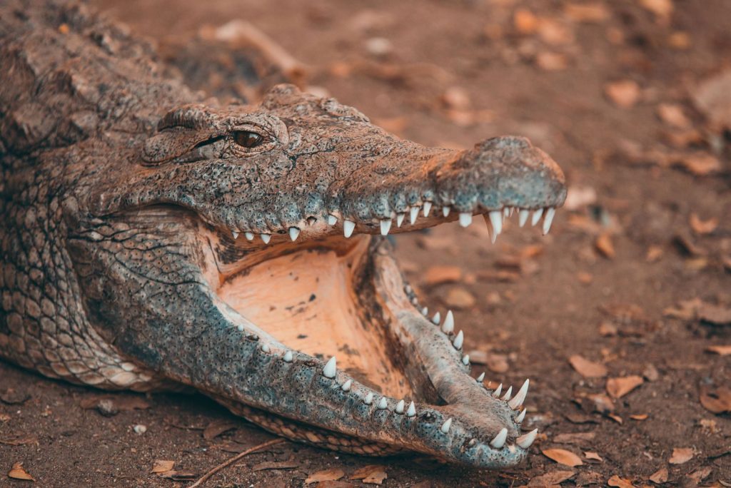 Captivating close-up of a crocodile displaying its sharp fangs in a natural setting.