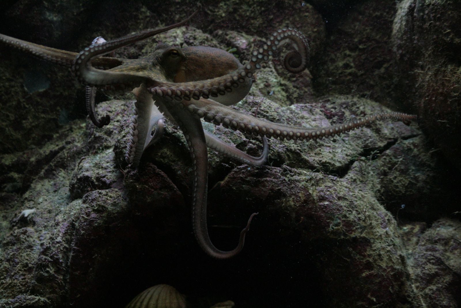 Captivating image of an octopus exploring its rocky underwater environment.