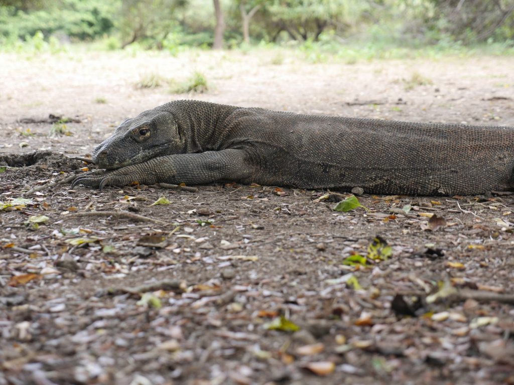 A Komodo dragon lies resting on the ground in a lush outdoor setting, showcasing its scales.