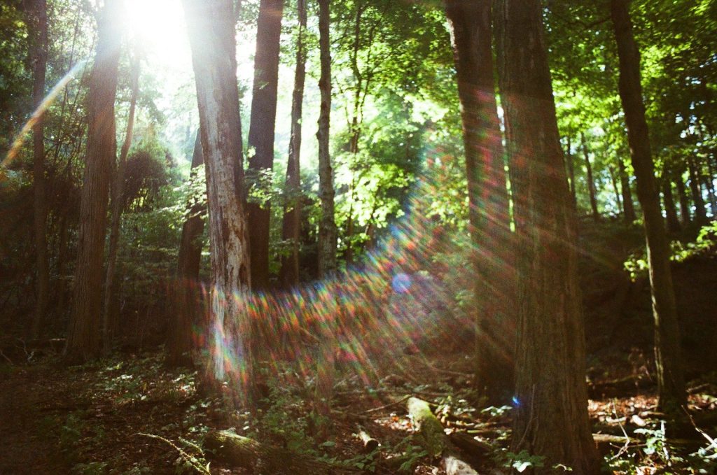 Sunlight streams through a lush green forest.