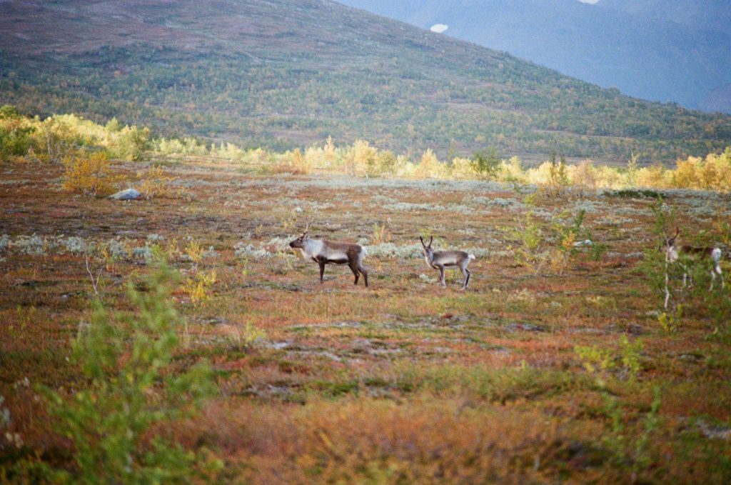 Two reindeer standing in a grassy field with hills.