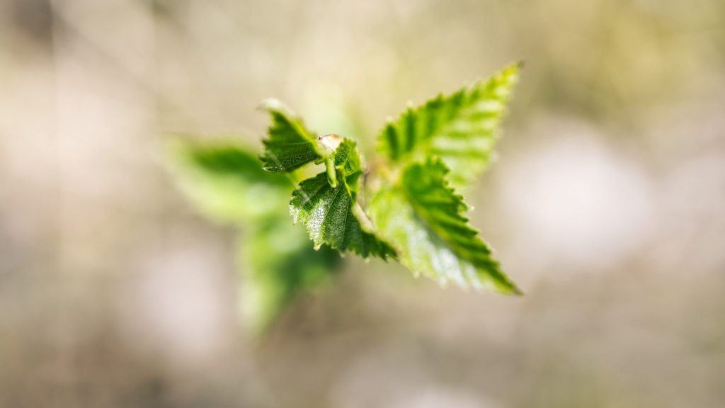 a close up of a green leaf with blurry background