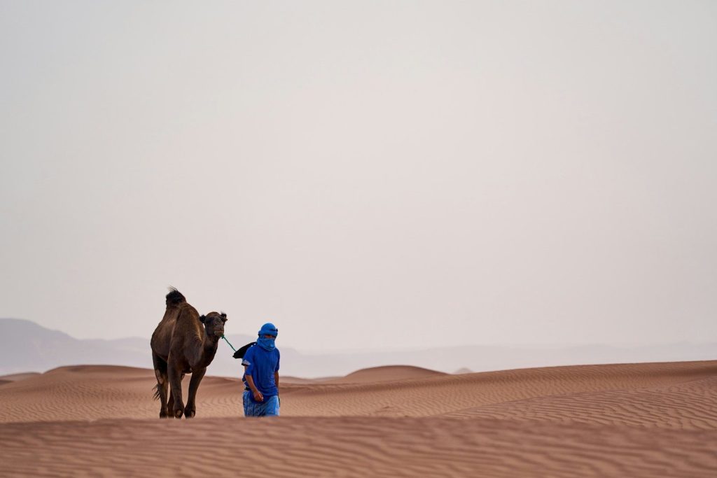 Man in blue leads camel across desert dunes
