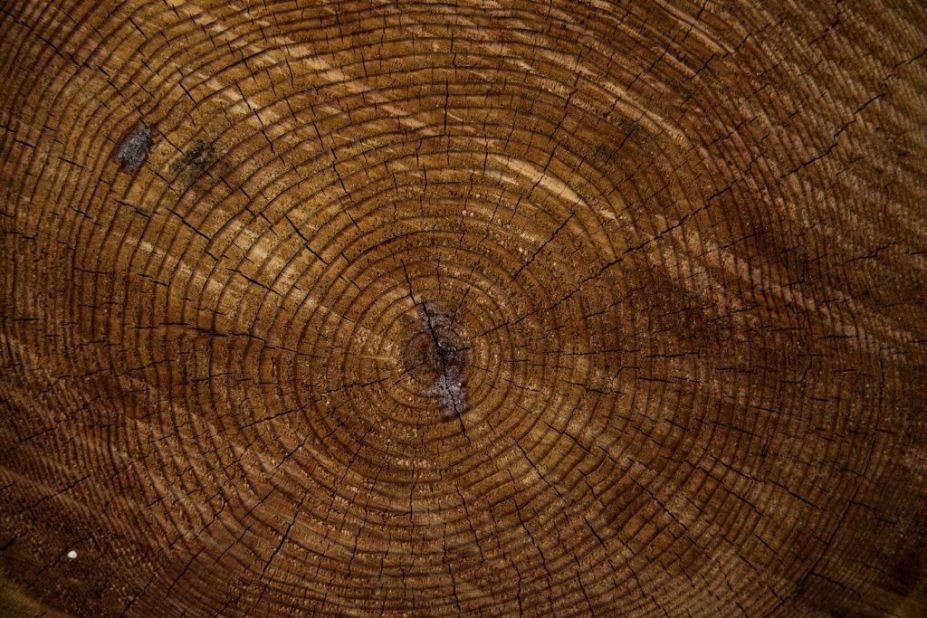 brown tree trunk