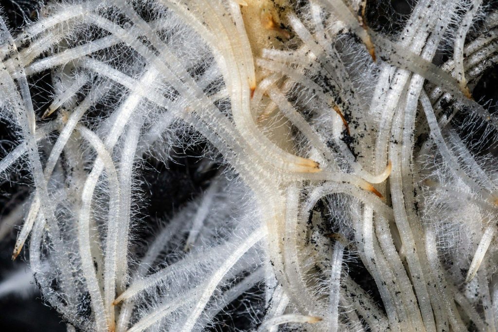 Close-up of white plant roots with fine hairs.