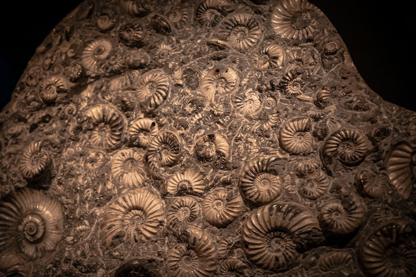 A close up of a rock with shells on it