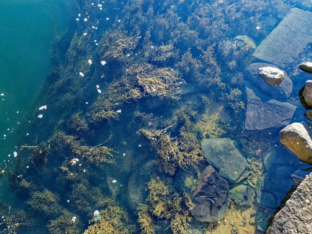 Underwater plants and rocks in clear blue water.
