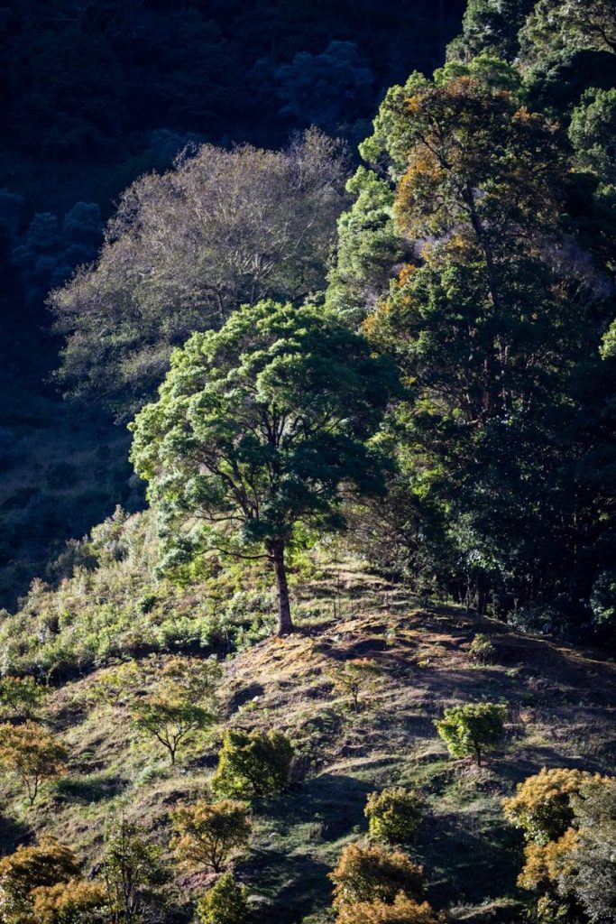 A group of trees sitting on top of a lush green hillside