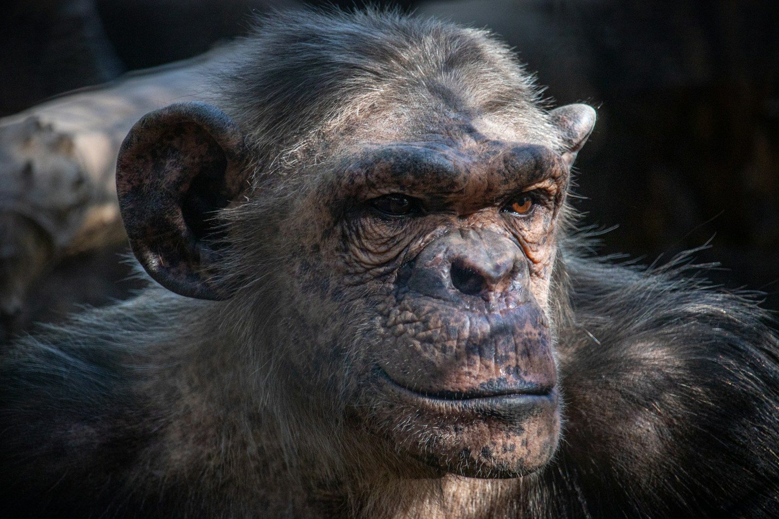 Why Chimpanzees Have Bizarre Strength That Defies Human Biology