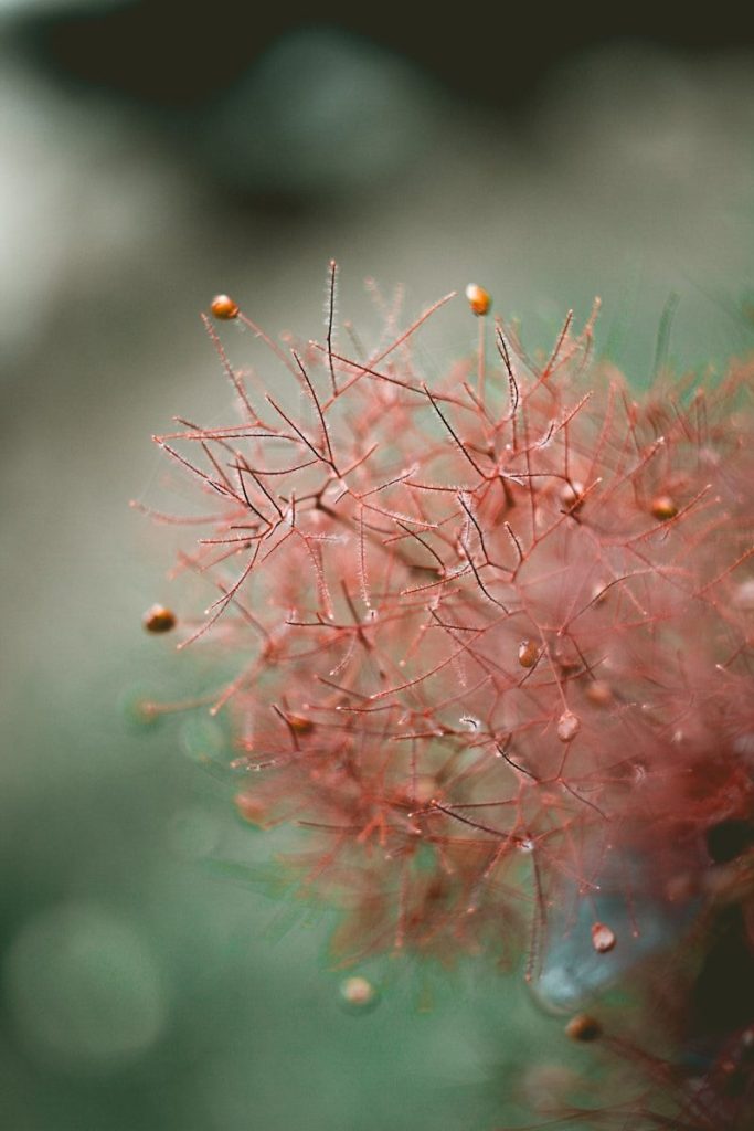 pink flower blooming