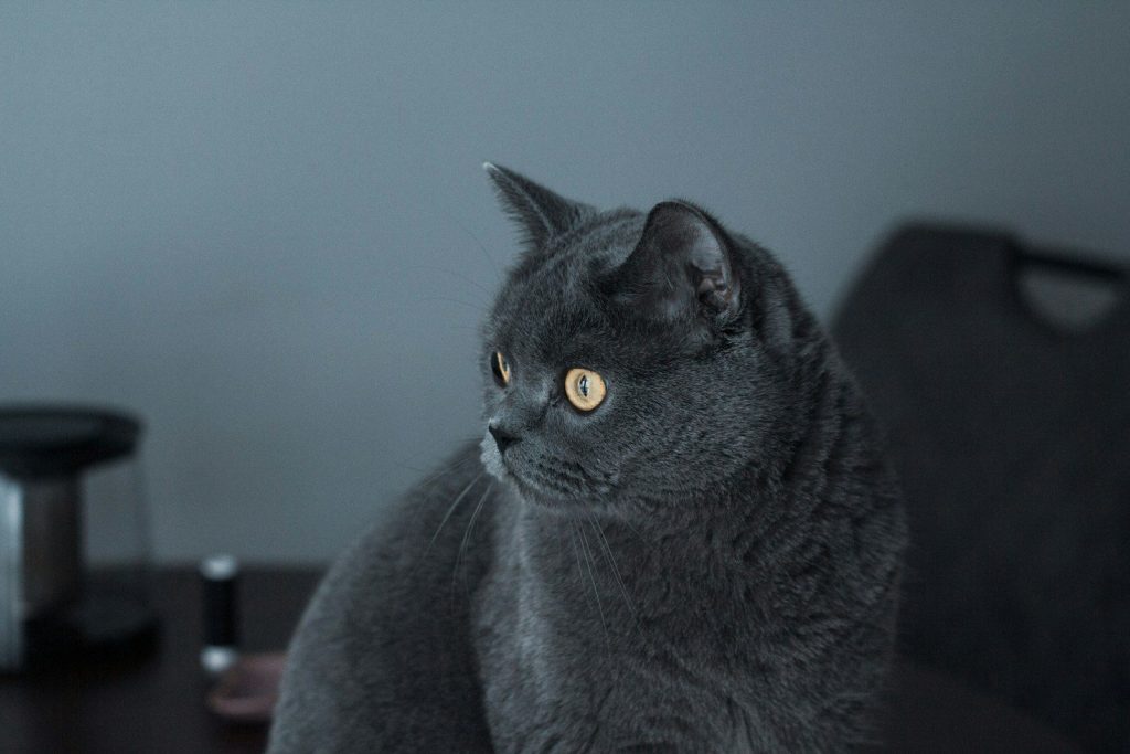 a gray cat sitting on top of a wooden table