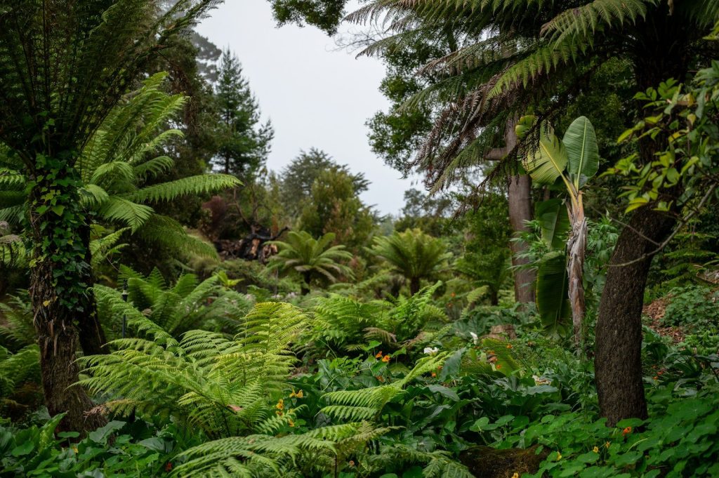 Lush green forest filled with various ferns and tropical plants.