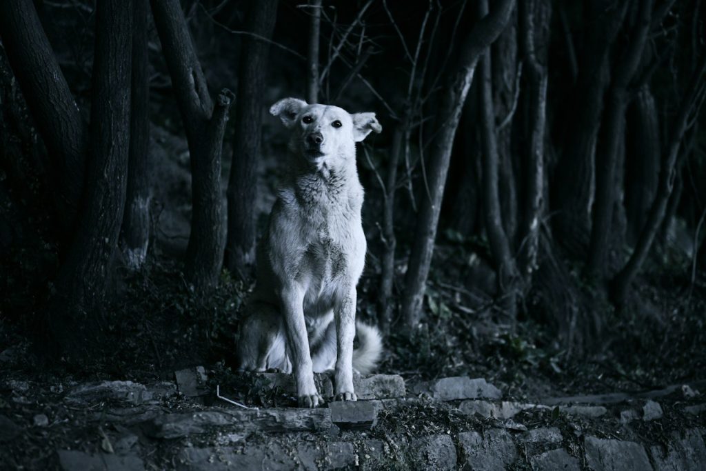 a white dog sitting on a rock in the woods