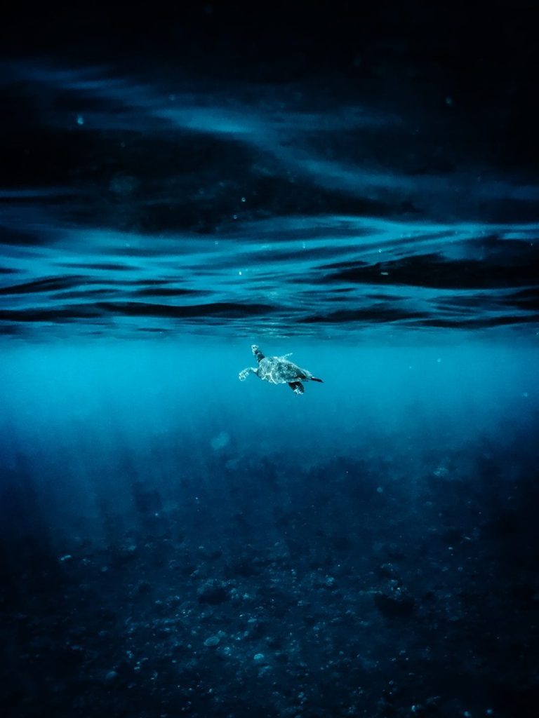 A sea turtle swims in deep blue ocean water
