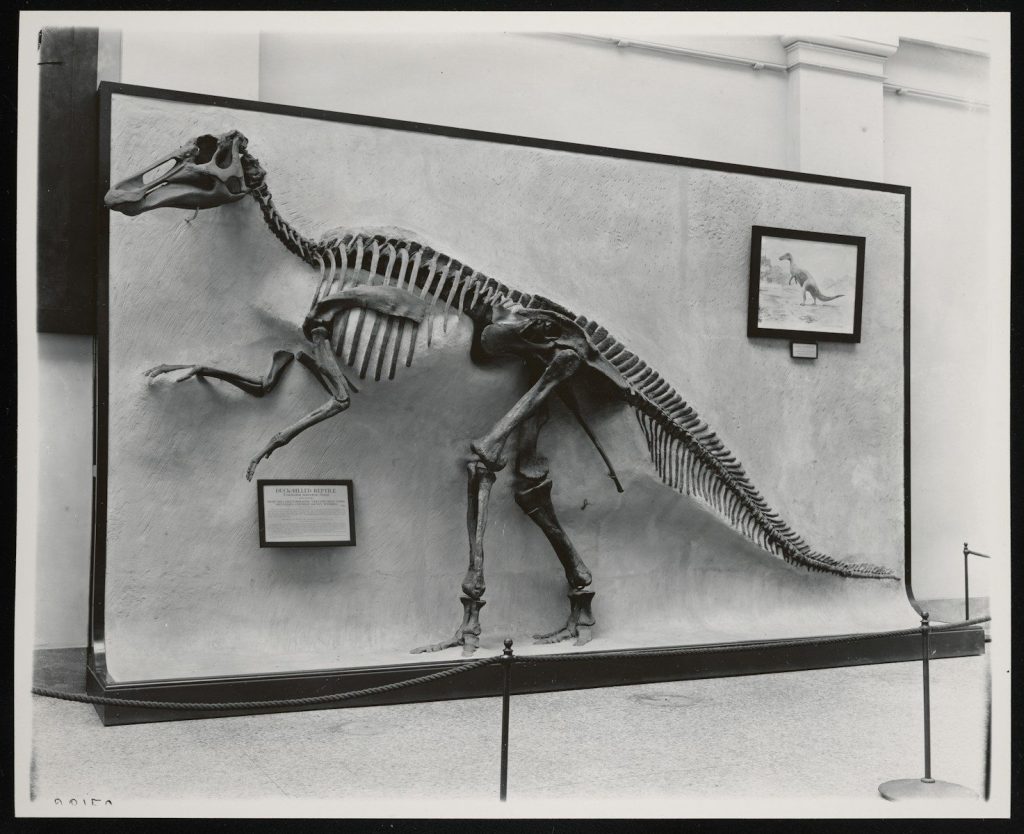 A dinosaur skeleton on display in a museum.