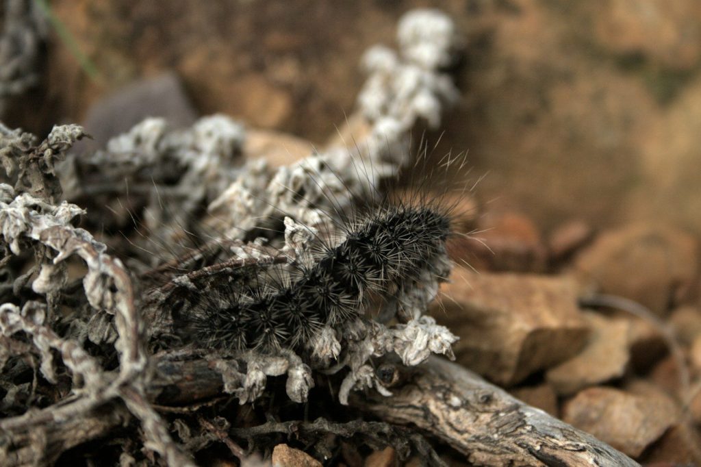 a close up of a plant on some rocks