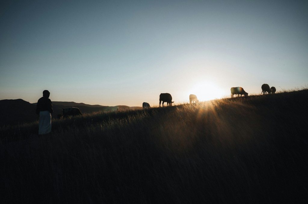 Cows grazing on a grassy hill at sunset