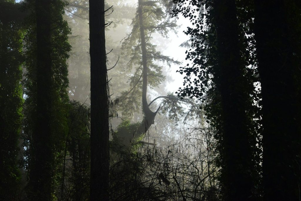 Misty forest with tall trees and sunlight filtering through