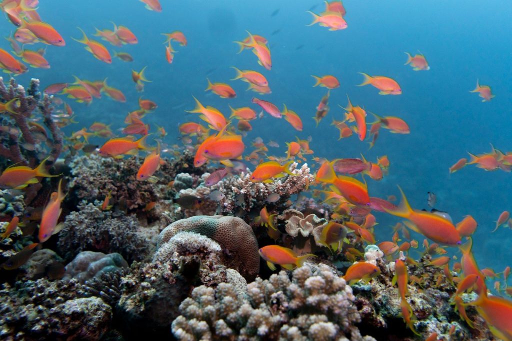 School of small orange fish swim near coral reef.