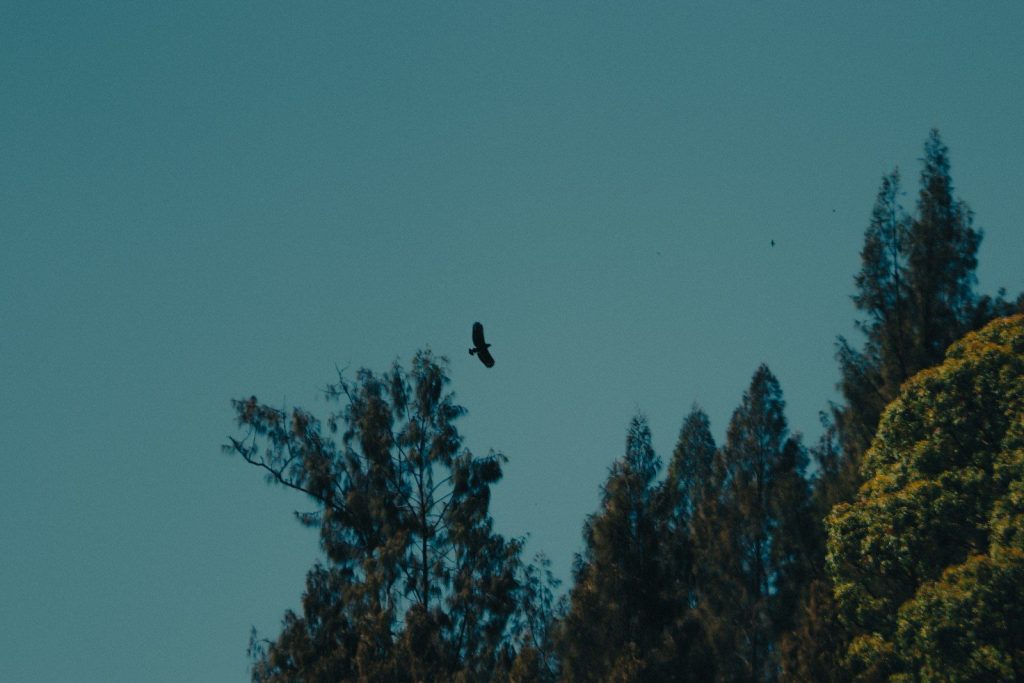 A bird of prey soars against a clear blue sky.