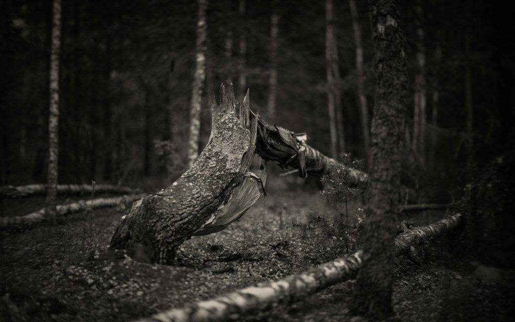 A gnarled tree stump in a dark, moody forest.