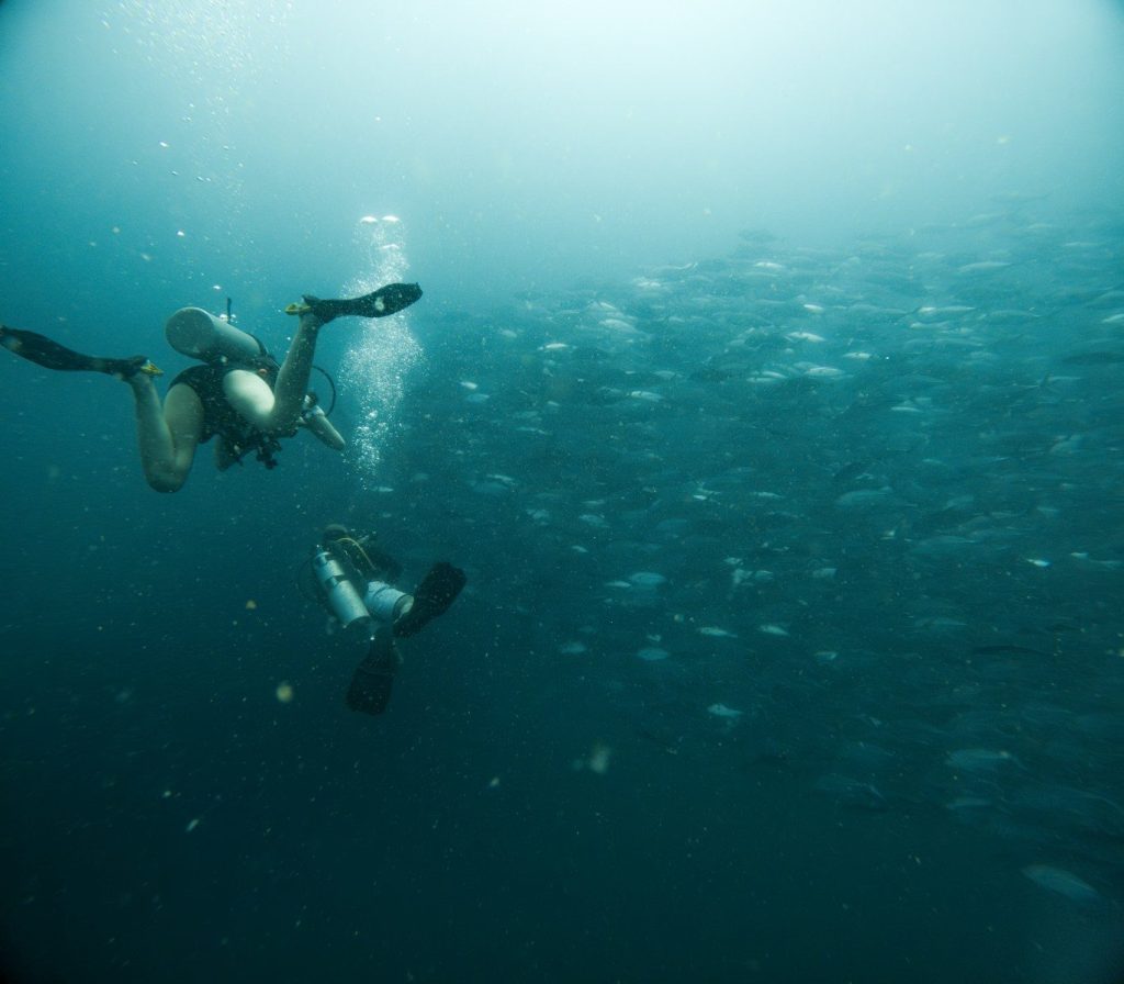 Two divers swim near a large school of fish.