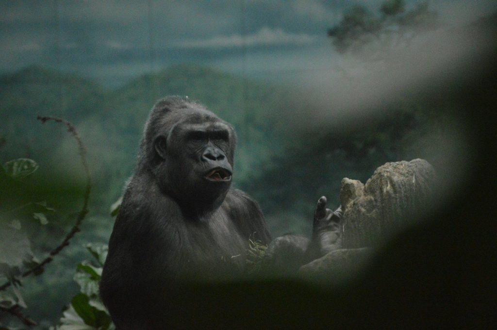 A gorilla sits in a misty jungle setting with trees.