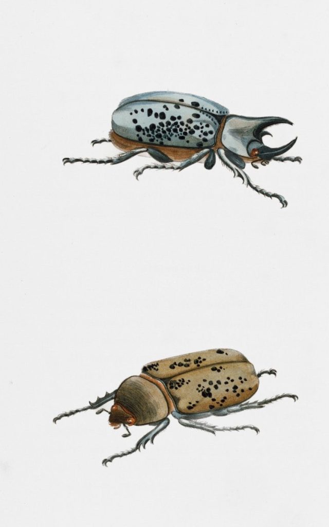 Two beetles, one with horns, on a white background.