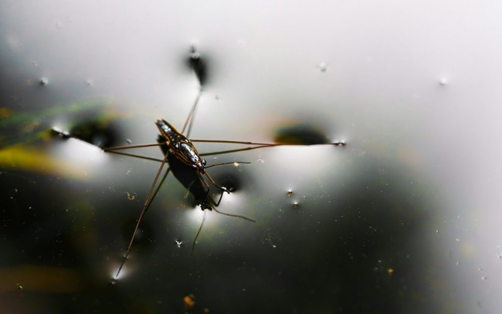 A water strider floats on the surface of water.